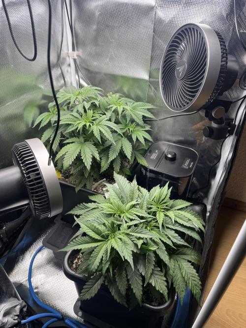 Sour Diesel & Mimosa x Orange Punch. Week 5