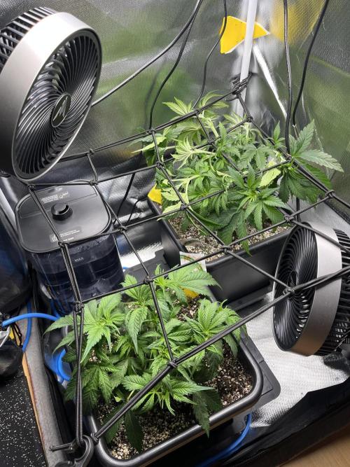 Sour Diesel & Mimosa x Orange Punch. Week 5