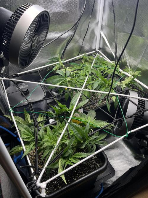 Sour Diesel & Mimosa x Orange Punch. Week 5 - 31/01/26
Custom-fit ScrOG v1.1