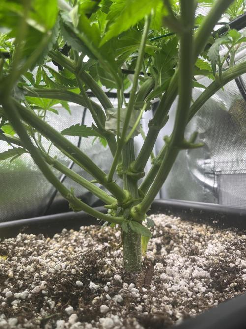 Sour Diesel & Mimosa x Orange Punch. Week 6 - patched up :(