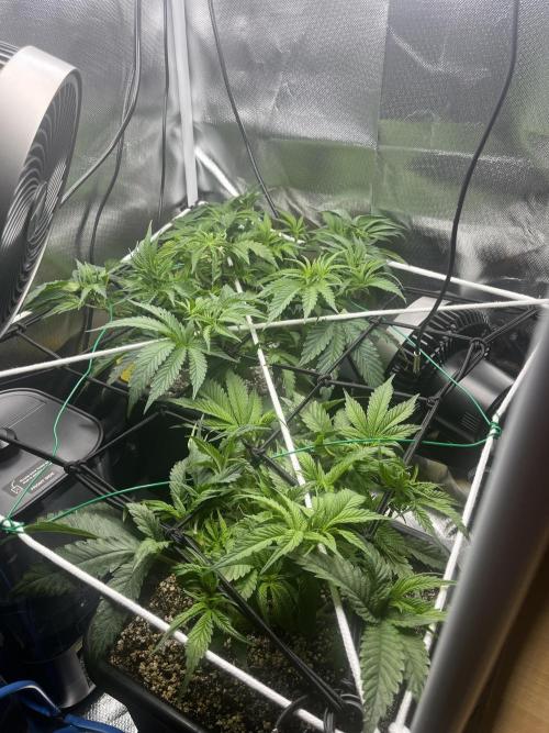 Sour Diesel & Mimosa x Orange Punch. Week 6 - 03/02/26