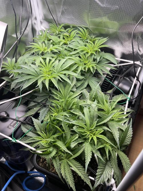 Sour Diesel & Mimosa x Orange Punch. Week 6 - 08/02/26
