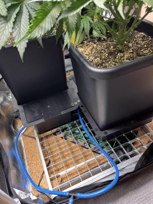 Sour Diesel & Mimosa x Orange Punch. Week 7 - 11/02/26
Installed heating mat :)