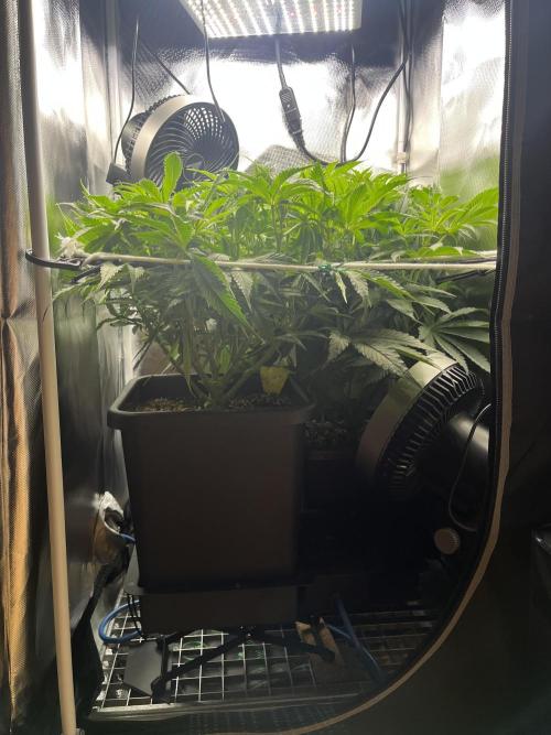 Sour Diesel & Mimosa x Orange Punch. Week 8 - New purpose for my guitar footrest