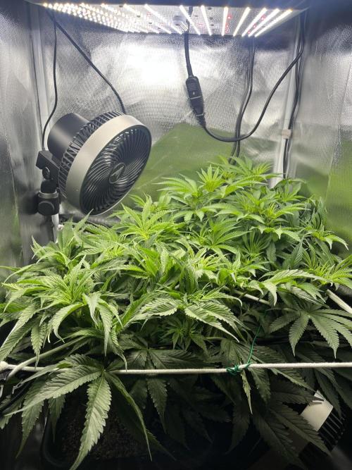 Sour Diesel & Mimosa x Orange Punch. Week 8 - It's getting crowded