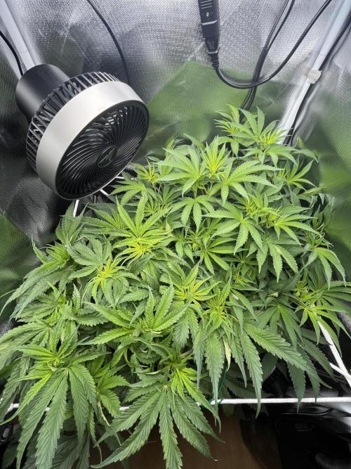 Sour Diesel & Mimosa x Orange Punch. Week 8