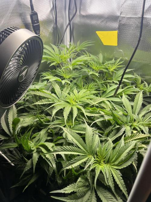 Sour Diesel & Mimosa x Orange Punch. Week 9 - 23/02/26
Before Haircut