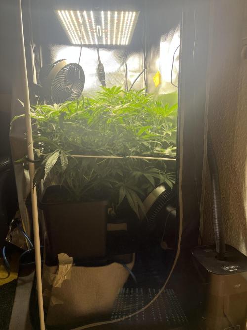 Sour Diesel & Mimosa x Orange Punch. Week 9 - 23/02/26
some dense foliage
in that small tent