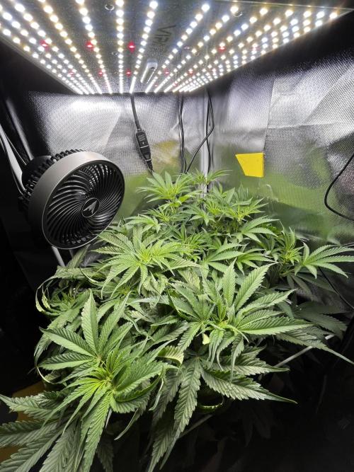 Sour Diesel & Mimosa x Orange Punch. Week 9 - 23/02/26
Before Haircut