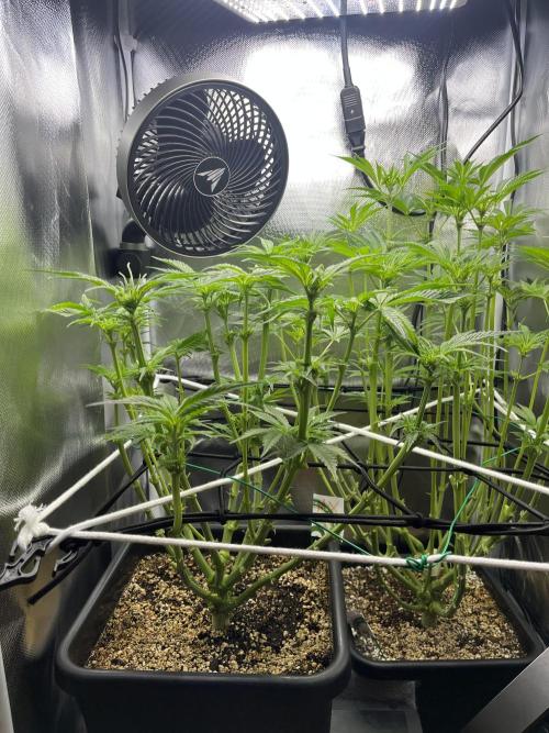 Sour Diesel & Mimosa x Orange Punch. Week 9 - 23/02/26 
After Haircut
