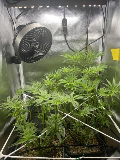 Sour Diesel & Mimosa x Orange Punch. Week 9 - 23/02/26
Hope they doin well