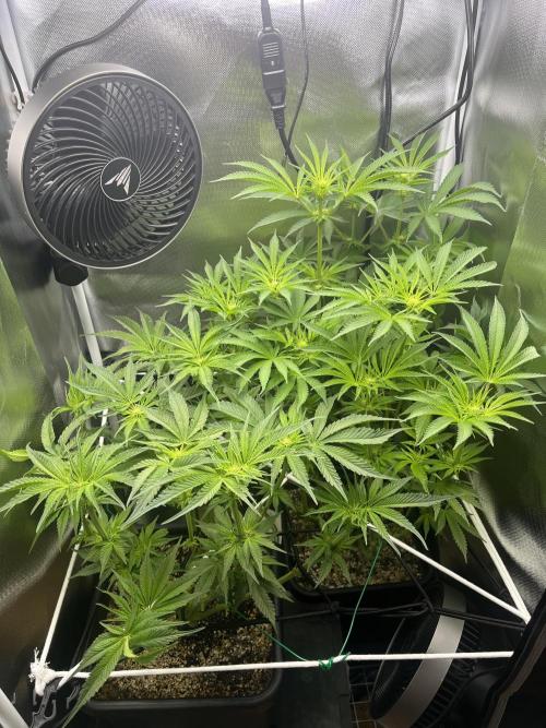 Sour Diesel & Mimosa x Orange Punch. Week 9 - 26/02/26
nice recover :)