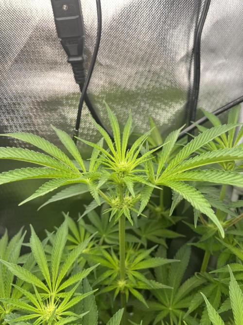 Sour Diesel & Mimosa x Orange Punch. Week 9 - 26/02/26