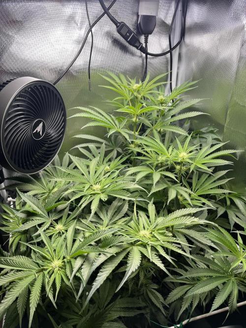 Sour Diesel & Mimosa x Orange Punch. Week 10 - 02/03/26