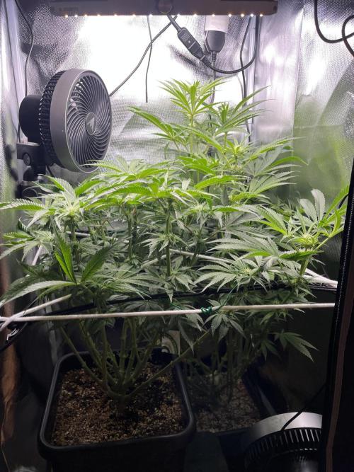 Sour Diesel & Mimosa x Orange Punch. Week 10 - 02/03/26