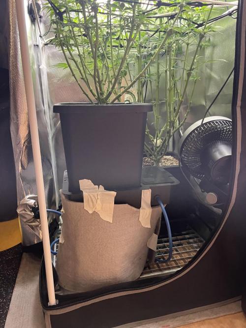 Sour Diesel & Mimosa x Orange Punch. Week 10 - 02/03/26
The fleece is for saving the heat from the heating mat for the pot