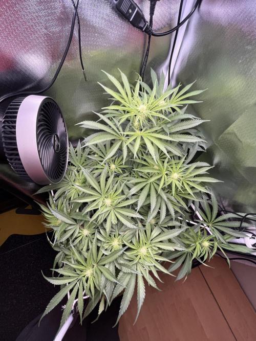 Sour Diesel & Mimosa x Orange Punch. Week 10 - 02/03/26