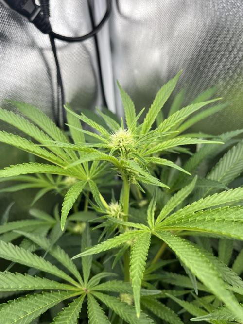 Sour Diesel & Mimosa x Orange Punch. Week 10 - 02/03/26
Sour Diesel