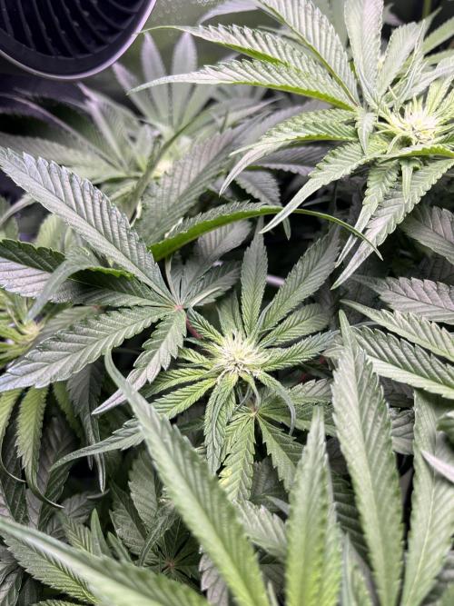 Sour Diesel & Mimosa x Orange Punch. Week 10 - 02/03/26
Mimosa X Orange Punch