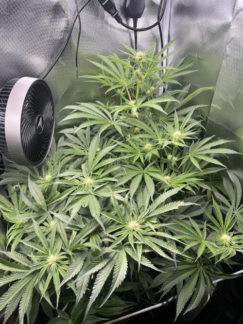 Sour Diesel & Mimosa x Orange Punch. Week 10 - 04/03/26