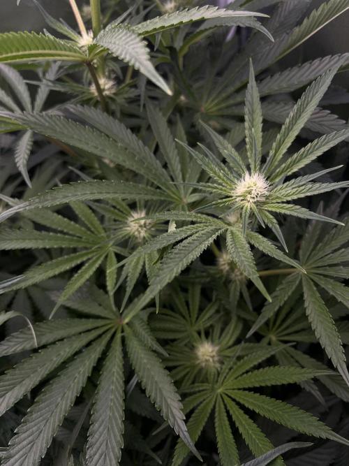 Sour Diesel & Mimosa x Orange Punch. Week 10 - 04/03/26 
Sour Diesel
