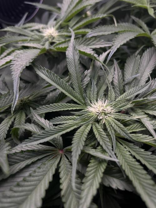 Sour Diesel & Mimosa x Orange Punch. Week 10 - 04/03/26
Mimosa X Orange Punch