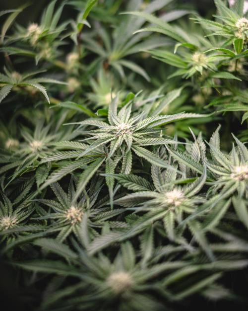 Sour Diesel & Mimosa x Orange Punch. Week 11 - 09/03/26