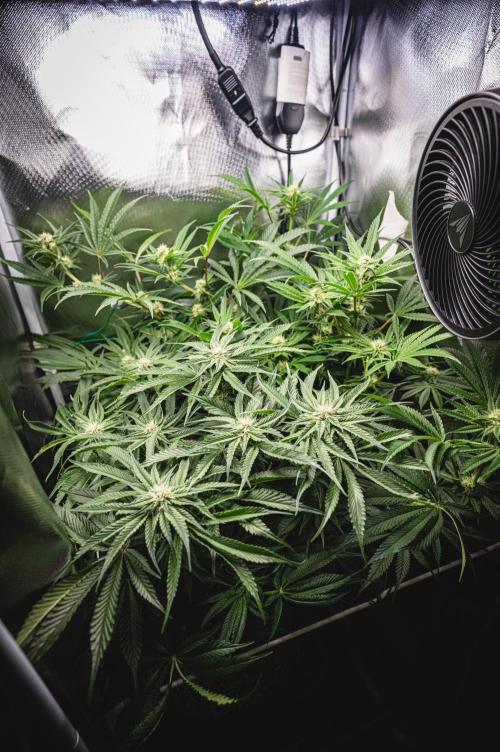 Sour Diesel & Mimosa x Orange Punch. Week 11 - 09/03/26
everything under control :D