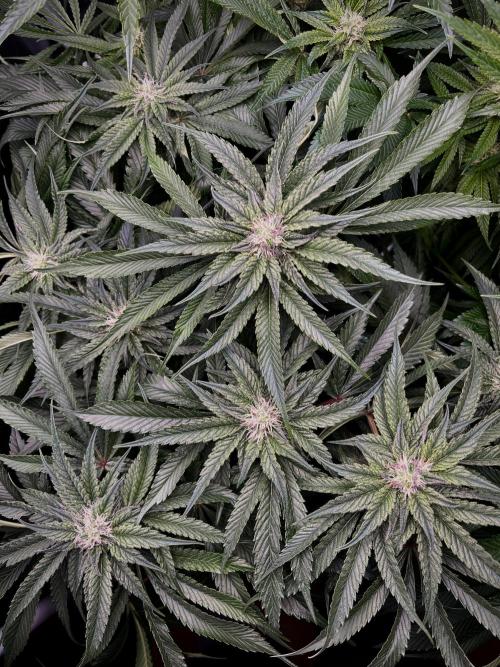 Sour Diesel & Mimosa x Orange Punch. Week 11 - 11/03/26
MXOP