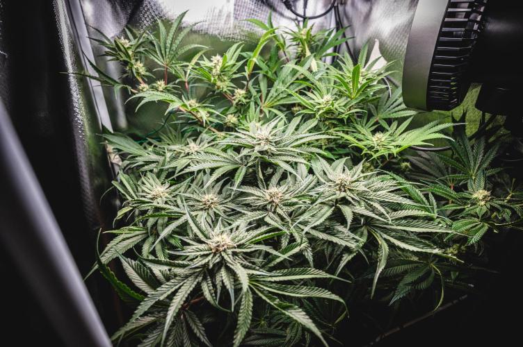 Sour Diesel & Mimosa x Orange Punch. Week 12 - 16/03/26 Flower Day 35
