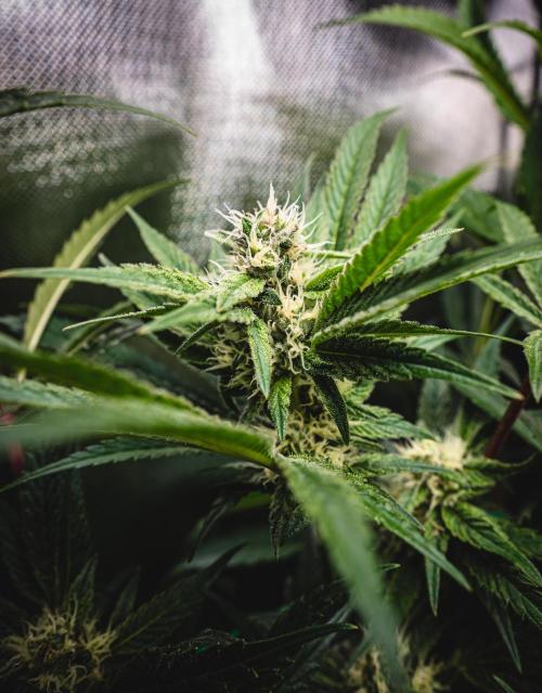 Sour Diesel & Mimosa x Orange Punch. Week 12 - 16/03/26 Flower Day 35 Sour Diesel