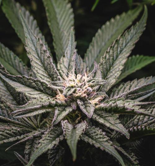 Sour Diesel & Mimosa x Orange Punch. Week 12 - 16/03/26 Flower Day 35 Mimosa X Orange Punch