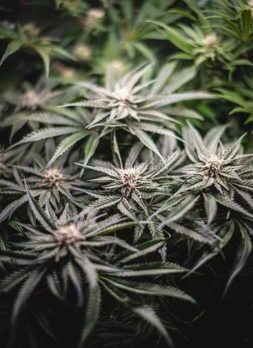 Sour Diesel & Mimosa x Orange Punch. Week 12 - 16/03/26 Flower Day 35 Mimosa X Orange Punch
