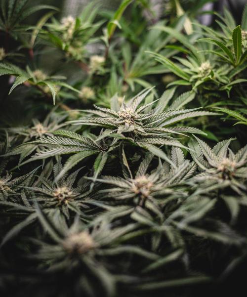 Sour Diesel & Mimosa x Orange Punch. Week 12 - 16/03/26 Flower Day 35 Mimosa X Orange Punch
