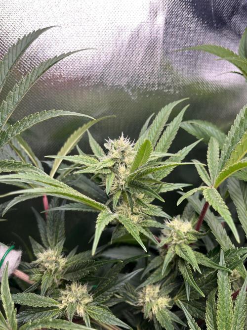 Sour Diesel & Mimosa x Orange Punch. Week 12 - 16/03/26 Flower Day 35 Sour Diesel