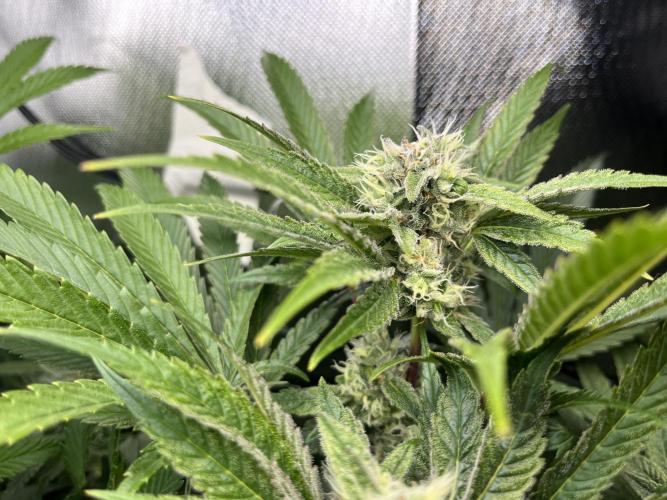 Sour Diesel & Mimosa x Orange Punch. Week 13 - 24/03/26 Sour Diesel