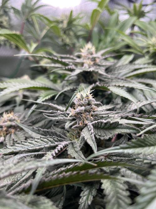 Sour Diesel & Mimosa x Orange Punch. Week 13 - 24/03/26 Mimosa X Orange Punch