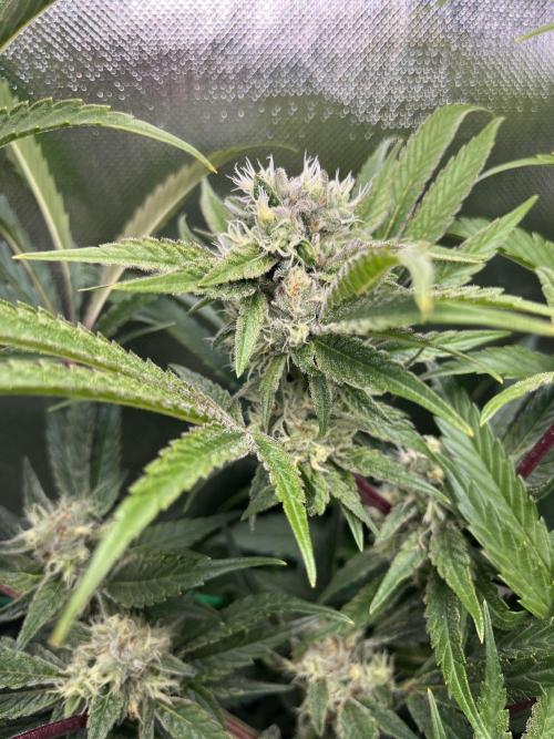 Sour Diesel & Mimosa x Orange Punch. Week 13 - 24/03/26 Sour Diesel
