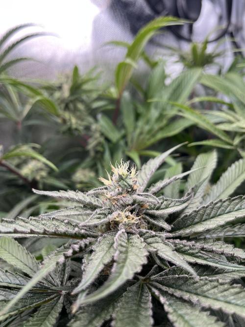 Sour Diesel & Mimosa x Orange Punch. Week 13 - 24/03/26 Mimosa X Orange Punch