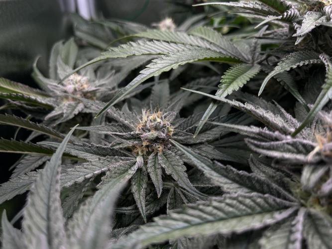 Sour Diesel & Mimosa x Orange Punch. Week 13 - 24/03/26 Mimosa X Orange Punch