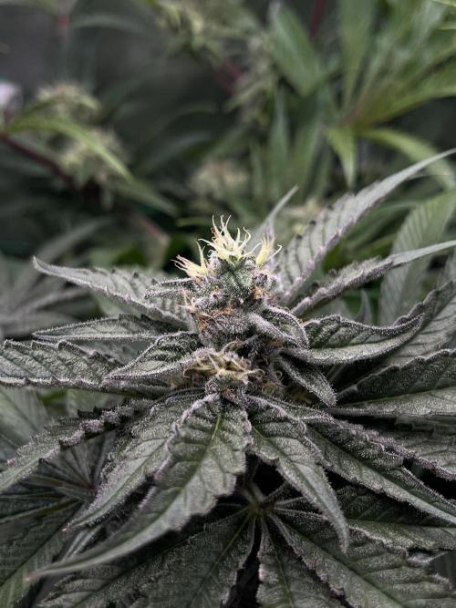 Sour Diesel & Mimosa x Orange Punch. Week 13 - 24/03/26 Mimosa X Orange Punch