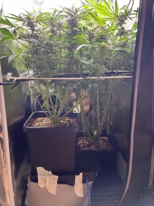 Sour Diesel & Mimosa x Orange Punch. Week 13
