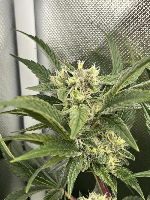 Sour Diesel & Mimosa x Orange Punch. Week 13 - 24/03/26 Sour Diesel