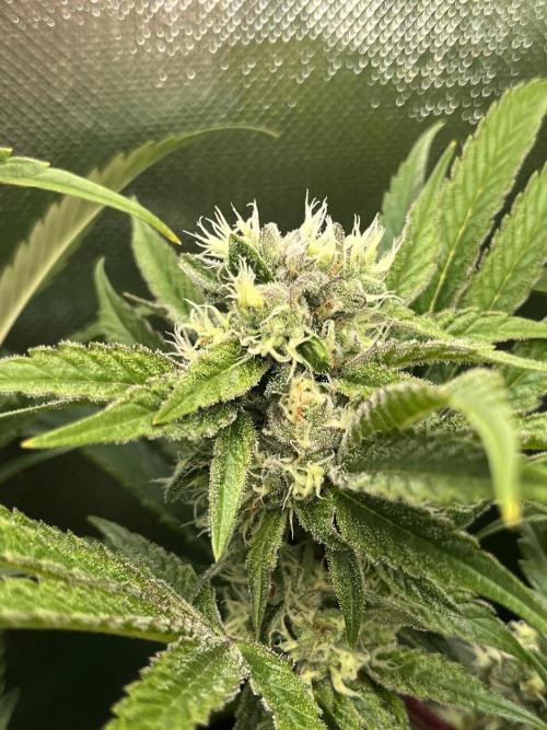 Sour Diesel & Mimosa x Orange Punch. Week 13 - 24/03/26 Sour Diesel