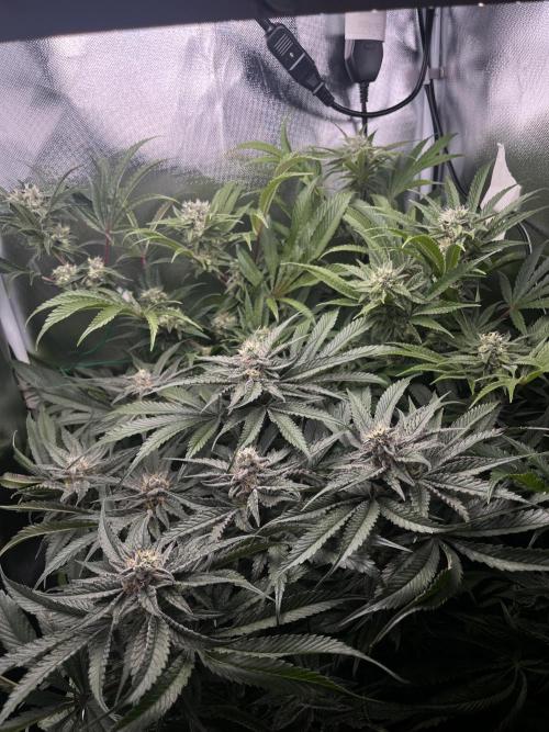 Sour Diesel & Mimosa x Orange Punch. Week 13