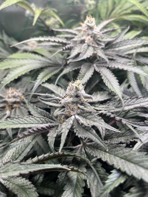 Sour Diesel & Mimosa x Orange Punch. Week 14 - MXOP