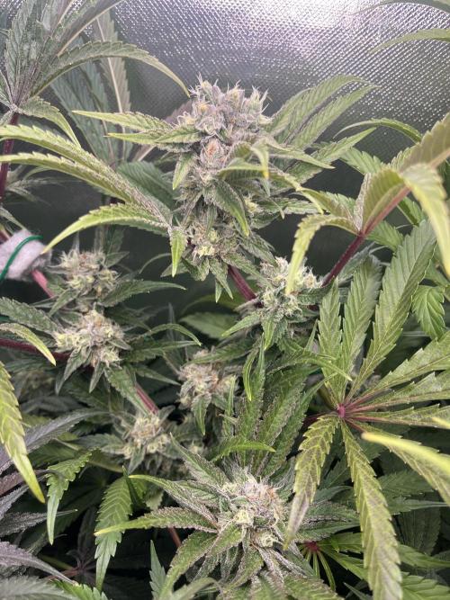 Sour Diesel & Mimosa x Orange Punch. Week 14 - SD