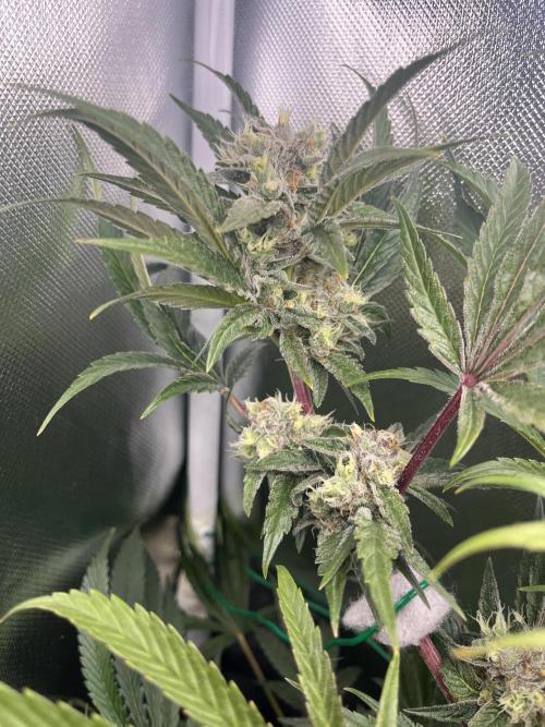 Sour Diesel & Mimosa x Orange Punch. Week 14 - SD