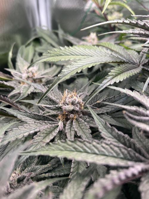 Sour Diesel & Mimosa x Orange Punch. Week 14 - MXOP