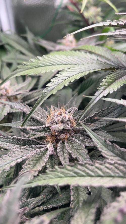 Sour Diesel & Mimosa x Orange Punch